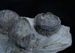 Pseudoatrypa Brachiopods from Windom Shale, NY #1898-1